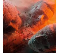 Muse - Will of The People