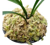 Musgo Sphagnum para orquídeas, musgo de orquídea para trasplante - Orquídeas naturales secas Sphagnum,Flores en maceta Sphagnum para decoración de terrarios, orquídeas Sphagnum para suculentas Monozoz
