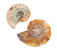 MUSISALY Amonita Fósil Decorativa Muestra Natural de Fósil 2 Piezas para Enseñanza y Laboratorio para Prácticas Docentes y Decoración Educativa