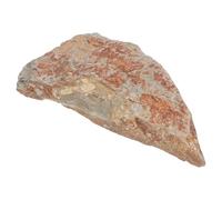 MUSISALY Espécimen de Paleobotánica, Ejemplar de Losa de Helecho, Piedra, Colección Científica de Especímenes de Helechos, para Aficionados Paleobotánica, Exposición en Museo de Historia