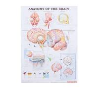 MUSISALY Póster Anatómico de Anatomía Humana Lienzo Gráfico Educativo del Cerebro para Enseñanza Decoración Clínica y Estudio Médico