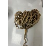 MUT22 Rosa de Jericó Auténtica Pack 3 Grandes 8-10 cm - Flor de Maryam Natural Original - Rituales Espirituales, Limpieza Energética y Regalos con Significado - Chajarat Mariam