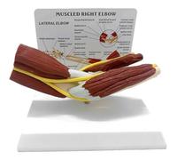 Muteitt Modelo De Articulación del Codo Musculoso, Modelo De Articulación del Codo Derecho para Educación En Anatomía Y Fisiología Humana, para Recursos De Aprendizaje Médico