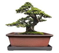 MUZHI Maceta Decorativa de cerámica para bonsái de 8.5 Pulgadas con Bandeja, Maceta Rectangular Transpirable sin esmaltar de Arcilla de Terracota para árbol, suculentas, Cactus, Interiores y