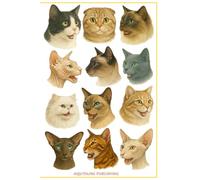 My Cats Journal Diary: A Whimsical Writing Companion for Everyday Reflections