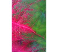 My Journal: I am so grateful