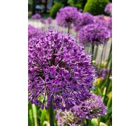 My Life’s Love Story Journal: Blooming Memories to Treasure Forever (6x9 Inch, 160 Lined Pages, Glossy Floral Cover, Purple Allium Notebook for ... Unisex, Gift for Women & Men, Mother’s Day)