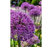 My Life’s Love Story Journal (undated; 6x9in; 200 pages lined diary notebook; paperback; glossy purple allium flower cover): Blooming Memories to Treasure Forever