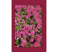 My Little Garden | Real Photos by Real People | Lined Notebook | Volume 2 - Cherie: A Peaceful Lined Journal Featuring Original Garden Photography