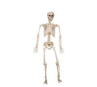 My Other Me - Esqueleto blanco de 120 cm. Un complemento siniestro para dar un toque realista a tu decoración de Halloween