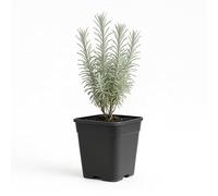 MyosHome - Planta Natural de Curry en Maceta de plástico 14 x 14 cm. Planta Aromática de 25 cm para Jardín, Cocina y Decoración, Natural Viva Exterior/Interior. Curry (Helichrysum italicum)