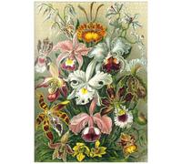 MyPuzzle Orquídea - Formas Artísticas De La Naturaleza, Póster De Arte Vintage, Ernst Haeckel - Premium 1000 Piezas Puzzles - Colección Especial MyPuzzle de Havana Puzzle Company