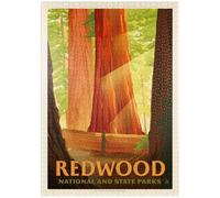 MyPuzzle Redwood National and State Parks: Rayos De Sol - Premium 1000 Piezas Puzzles - Colección Especial MyPuzzle de Anderson Design Group