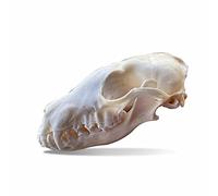 Myuilor Calavera de perro de mapache, cráneo de gato, koypu y rata almizclera, cráneo de zorro, espécimen