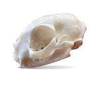Myuilor Calavera de Perro Mapache, Gato, Coypu, Rata Almizclera, Zorro, Visón - Espécimen de Taxidermia