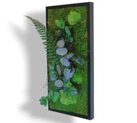 Myvegetal HM - Cuadro vegetal estabilizado eucalipto sin mantenimiento - Cuadro de plantas y decoración de pared de interior, plantas y flores eternas made in France, 52 x 23 cm