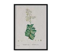 Nacnic Lámina Naturaleza - 149. Pósters con ilustraciones en acuarela del artista francés Pierre-Joseph Redouté. Decoración de interiores. Tamaño A3.