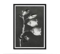 Nacnic Lámina Planta blanco y negro 64. Pósters con ilustraciones de flores y plantas en tonos grises. Decoración de interiores estilo Vintage. Tamaño A4.