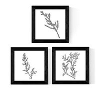 Nacnic Pack de 3 láminas de Ramas DE ARBOLES. Tamaño 25x25