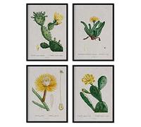 Nacnic Pack de láminas Cactus amarillo. Pósters con ilustraciones en acuarela del artista francés Pierre-Joseph Redouté. Decoración de interiores. Tamaño A3 con marco.