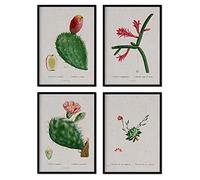 Nacnic Pack de láminas Cactus rojos. Pósters con ilustraciones en acuarela del artista francés Pierre-Joseph Redouté. Decoración de interiores. Tamaño A4.