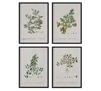 Nacnic Pack de láminas Hojas. Pósters con ilustraciones en acuarela del artista francés Pierre-Joseph Redouté. Decoración de interiores. Tamaño A4.