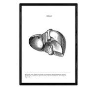 Nacnic Poster Anatomia in Bianco e Nero con Immagini del Corpo Umano. Lame Sulla biologia e Medicina con Dettagli fegato. Dimensione A3. con Marco.