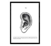 Nacnic Poster Anatomia in Bianco e Nero con Immagini del Corpo Umano. Piastra su biologia e Medicina con Dettagli Orecchio. Dimensione A4. con Marco.