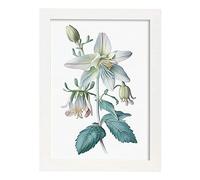 Nacnic Poster de Aquilegia Estilo Nórdico. Ilustraciones de Botánica con Flores y Plantas en Acuarela. Diseño Moderno y Decoración de Interiores. Modelo 1, A4 con marco blancos