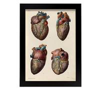Nacnic Póster de Arterias y Venas. Ilustraciones Decorativas de Anatomía y Medicina en Estilo Vintage. Diseño y decoración de Interiores. Tamaño A4, sin Marco.