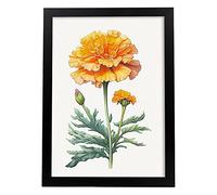 Nacnic Poster de Caléndula Estilo Nórdico. Ilustraciones de Botánica con Flores y Plantas en Acuarela. Diseño Moderno y Decoración de Interiores. Modelo 3, A3