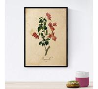Nacnic Poster de flores vintage. Lámina Bougainville con diseño vintage. Diseño de botánica para interiores. Tamaño A4 con marco