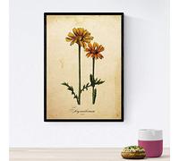 Nacnic Poster de flores vintage. Lámina Chrysanthemum con diseño vintage. Diseño de botánica para interiores. Tamaño A4 con marco