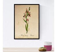 Nacnic Poster de flores vintage. Lámina Orchidaceae pink con diseño vintage. Diseño de botánica para interiores. Tamaño A4