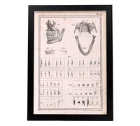 Nacnic Póster de Mandíbula y Dientes. Ilustraciones decorativas de Anatomía y Medicina en estilo Vintage. Diseño y decoración de interiores. Tamaño A3, con marco negro.