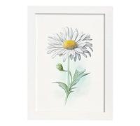 Nacnic Poster de Margarita Estilo Nórdico. Ilustraciones de Botánica con Flores y Plantas en Acuarela. Diseño Moderno y Decoración de Interiores. Modelo 2, A4 con marco blancos