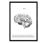Nacnic Poster di anatomia in Bianco e Nero con immagini del Corpo umano. Lame Sulla biologia e Medicina con dettaglio Cervello Laterale. Dimensione A3. con Marco.
