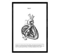Nacnic Poster di anatomia in Bianco e Nero con immagini del Corpo umano. Lame Sulla biologia e Medicina con dettaglio Cuore Laterale. Dimensione A4. con Marco.