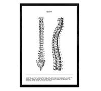 Nacnic Poster di anatomia in Bianco e Nero con immagini del Corpo umano. Piastra Sulla biologia e Medicina in dettaglio di Spina Dorsale. Dimensione A4. con Marco.