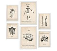 Nacnic Posters de Esqueleto. Ilustraciones Médicas Estilo Vintage de Anatomía, Partes del Cuerpo, Huesos y Músculos. Diseño Moderno para la Decoración de Interiores. A4 & A3 Marcos Blancos.