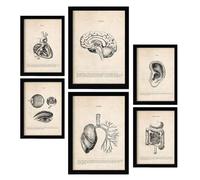 Nacnic Posters de Órganos. Ilustraciones Médicas Estilo Vintage de Anatomía, Partes del Cuerpo, Huesos y Músculos. Diseño Moderno para la Decoración de Interiores. A4 & A3 Marcos Negros.