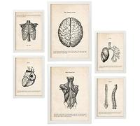 Nacnic Posters de Torso y Cabeza. Ilustraciones Médicas Estilo Vintage de Anatomía, Partes del Cuerpo, Huesos y Músculos. Diseño Moderno para la Decoración de Interiores. A4 & A3 Marcos Blancos.
