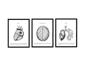 Nacnic Set de 3 Posters de anatomía en Blanco y Negro con imágenes del Cuerpo Humano. Pack de láminas sobre biología con Corazón, Cerebro y Pulmones. Tamaño A4. con Marco.