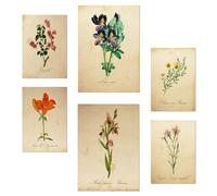 Nacnic Set De 6 Botanica Spring Time Pósters Con Ilustración De Diseño Para Decorar Las Paredes Del Hogar Habitaciones, Oficina Tienda Y Negocio A3 Y A4 Sin Marco