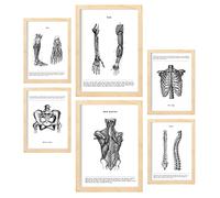 Nacnic - Set de 6 cuadros de anatomía humana Músculos y Huesos (Espalda, pierna, brazo, columna, pelvis, costillas). Posters ideales para clínicas. Tamaños A3 y A4, con marco madera.