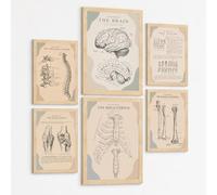 Nacnic Set De 6 Láminas Anatómicas, Posters Médicos Con Cerebro, Columna Vertebral, Dientes, Costillas, Esternón, Articulación De Rodilla Y Huesos Del Brazo A3 & A4 Marco Negro