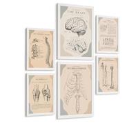 Nacnic Set De 6 Láminas Anatómicas, Posters Médicos Con Cerebro, Columna Vertebral, Dientes, Costillas, Esternón, Articulación De Rodilla Y Huesos Del Brazo A3 & A4 Marco Blanco