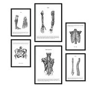 Nacnic - Set de 6 láminas de anatomía humana Músculos y huesos (Espalda, pierna, brazo, columna, pelvis, costillas). Posters ideales para clínicas. Tamaños A3 y A4, sin marco.