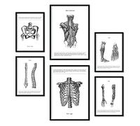 Nacnic - Set de 6 láminas de anatomía (músculos, pierna, brazo, columna, pelvis). Ideal para clínicas o estudios. Tamaños A3 y A4, sin marco.