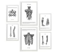 Nacnic - Set de 6 láminas de anatomía (músculos, pierna, brazo, columna, pelvis). Ideal para decorar clínicas o estudios. Tamaños A3 y A4, con marco blanco.